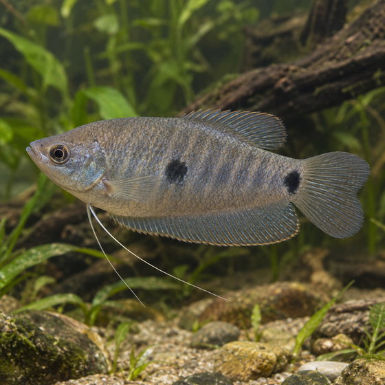 three spot gourami