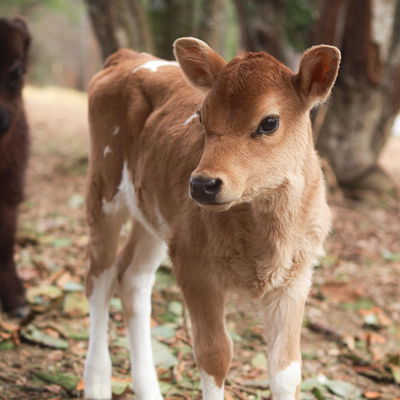 Lily profile picture