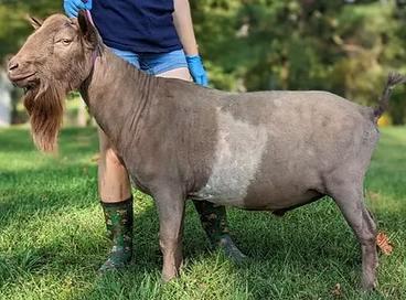 Photo of a Nigerian Dwarf goat recorded as Chocolate Buckskin