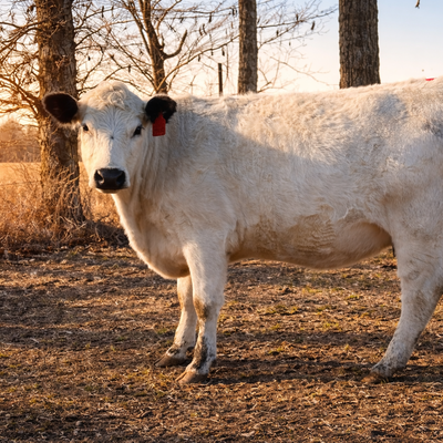 Heidi profile picture