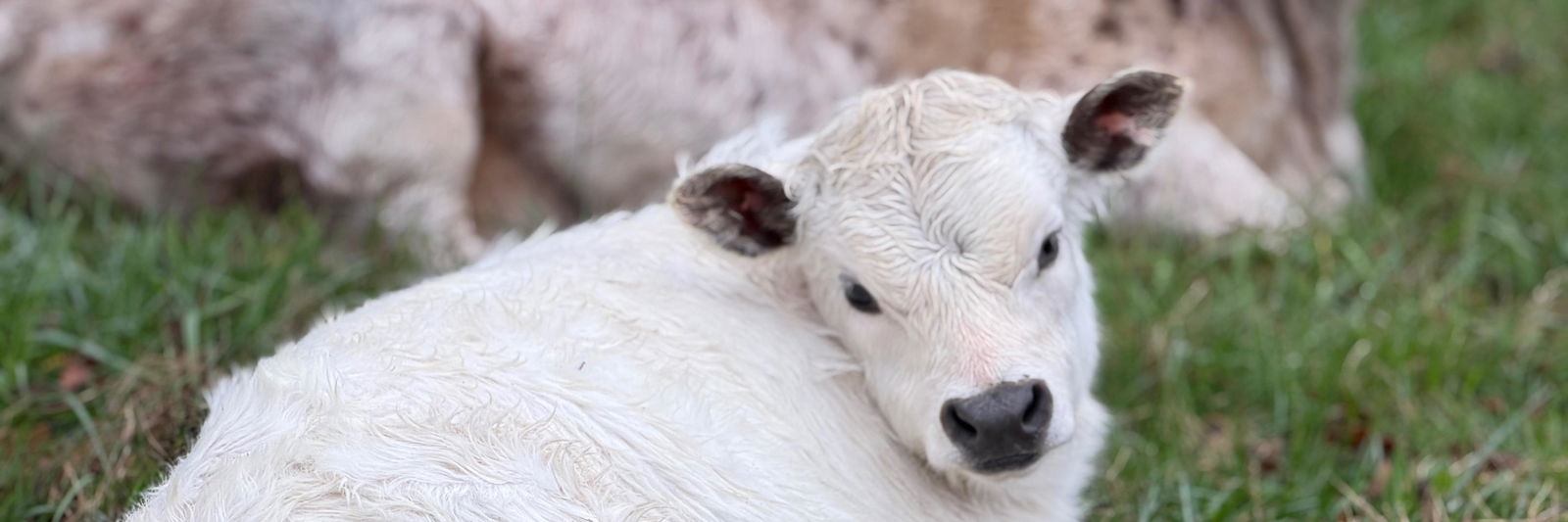 Blaze profile cover image