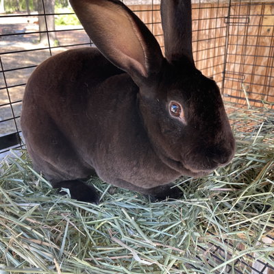 Twix profile picture