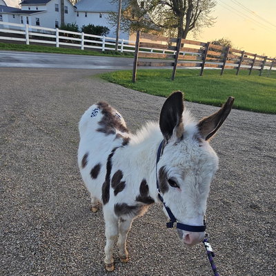 Hooley's Ezekiel profile picture