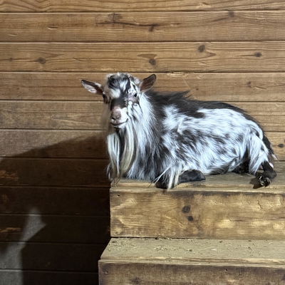 Sprocket profile picture