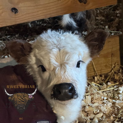 Millie profile picture