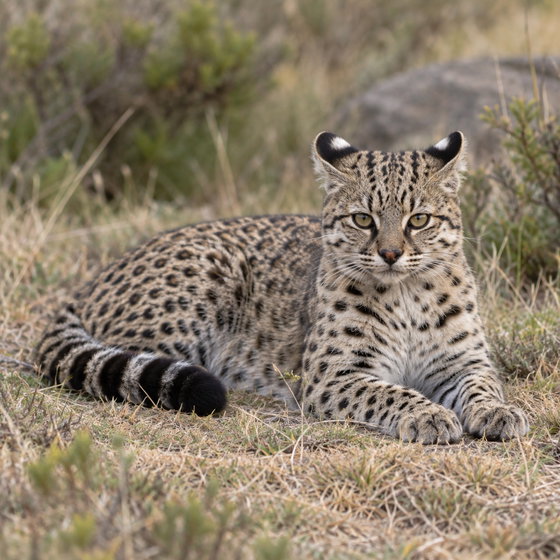 Geoffroy's cat