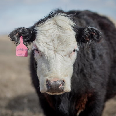 Loretta Lynn profile picture