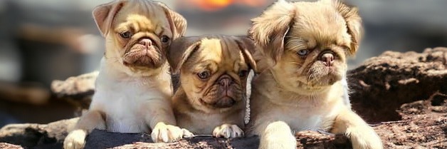 Pugatti Majestic Line profile cover image
