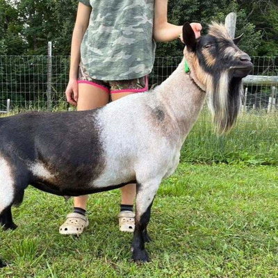 Cade's Lil Farm Al Crackerjack profile picture