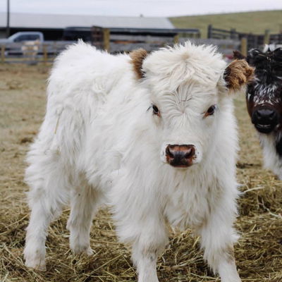 Cooper of Still View Farm profile picture