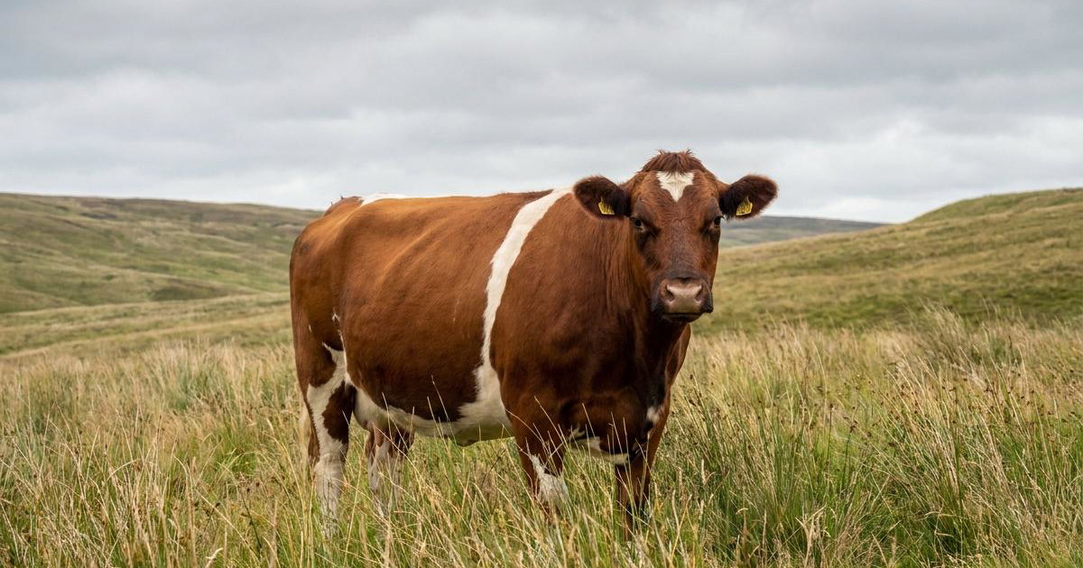 Lineback Cattle: Breed Facts, Prices & Breeders | Creatures