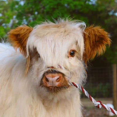 KBF Billie Eyelash profile picture