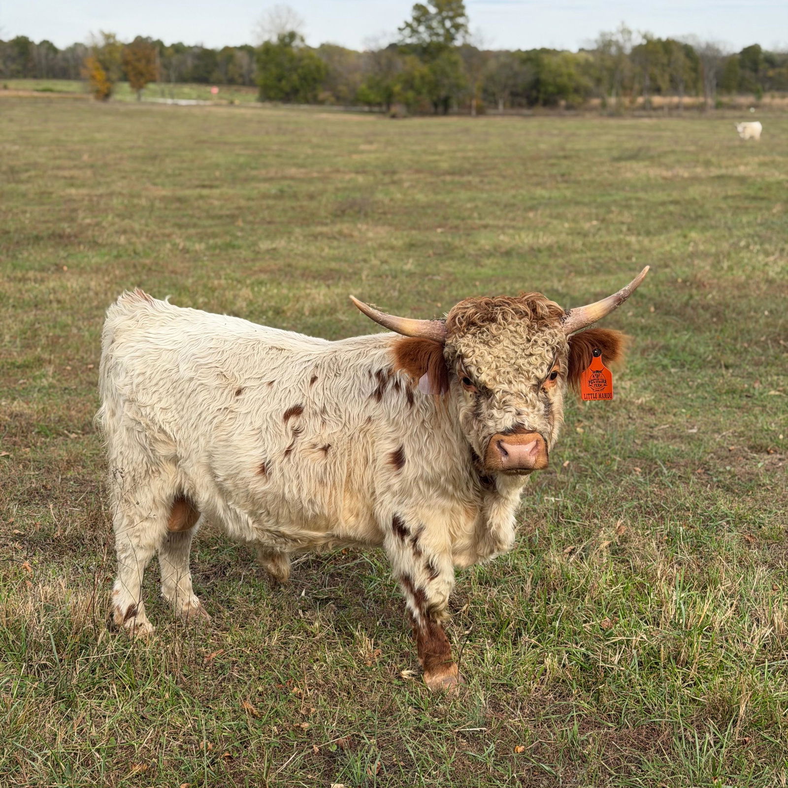 A Peculiar Farm Little Mamou