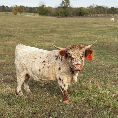 A Peculiar Farm Little Mamou profile picture