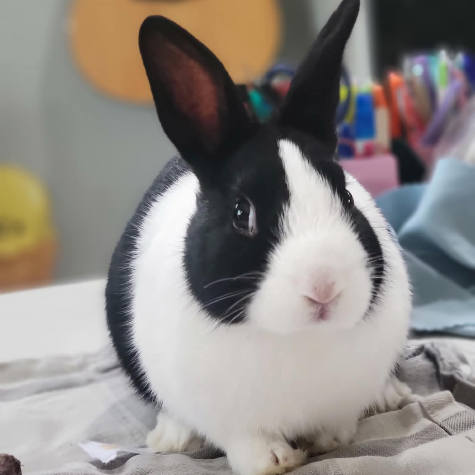 Dutch Rabbit