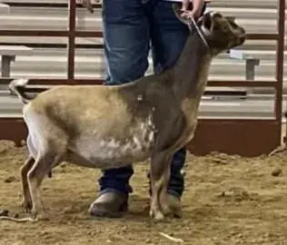 Photo of a Nigerian Dwarf goat recorded as buckskin