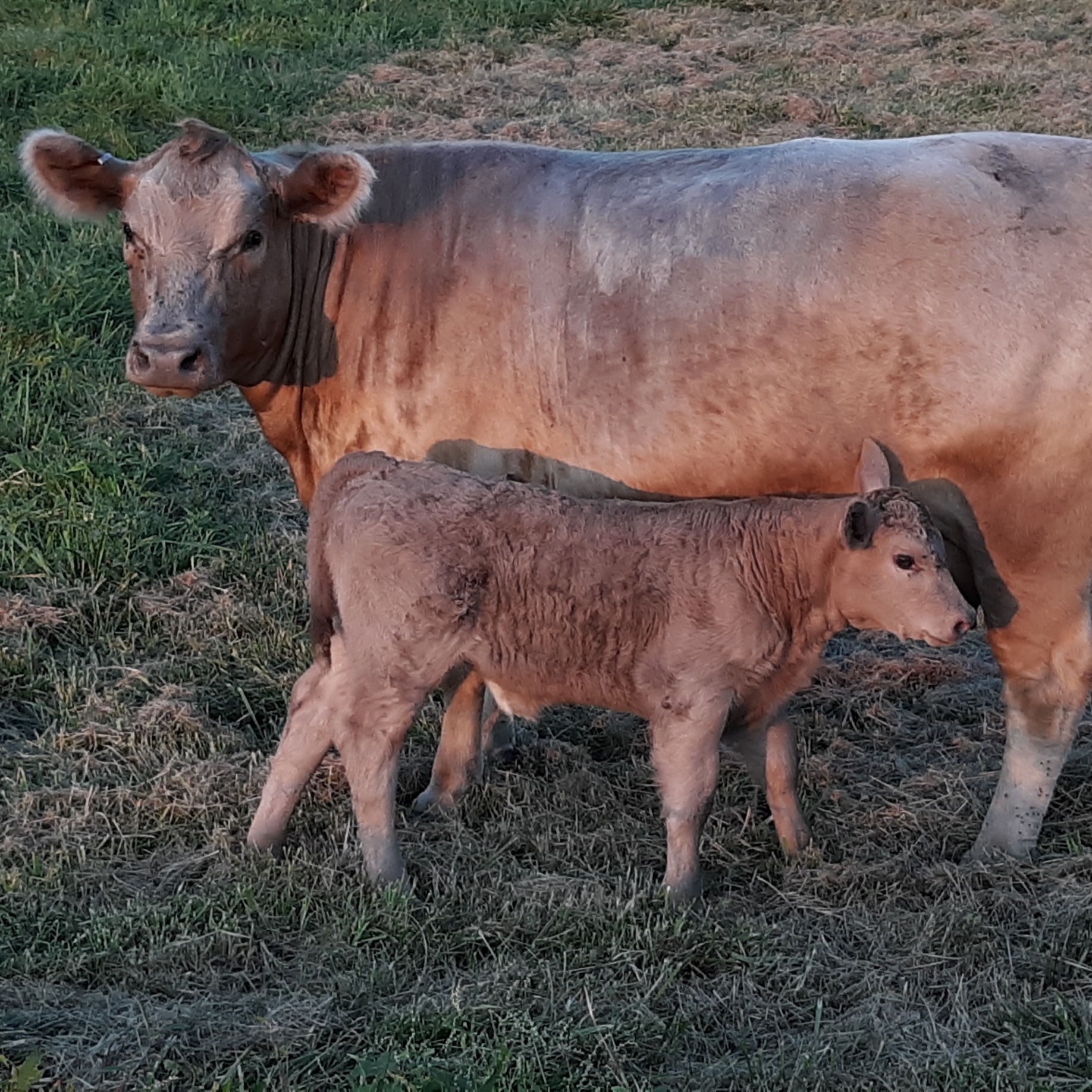 Spectrum Farm profile picture