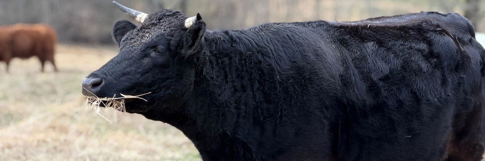 Saint profile cover image