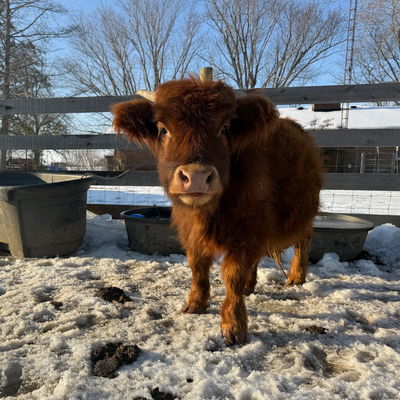 Josie profile picture