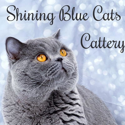 ShiningBlueCats Cattery profile picture