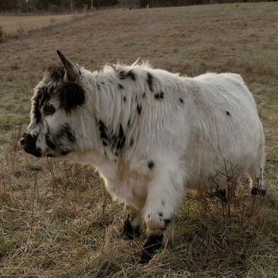 FCF Jagger profile picture