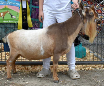 Photo of a Nigerian Dwarf goat recorded as buckskin