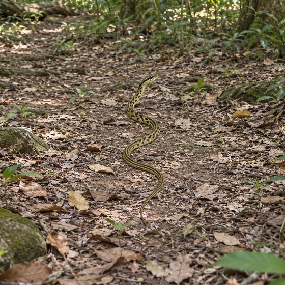 beauty snake