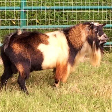 Farm Oldesouth Cherokee Paint *B