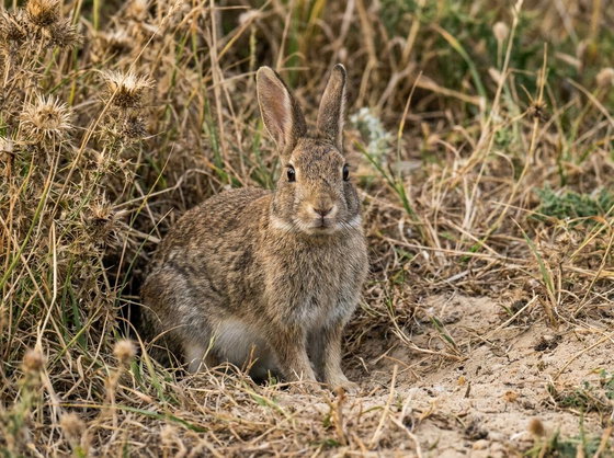 rabbit