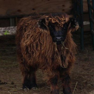 Elvis profile picture