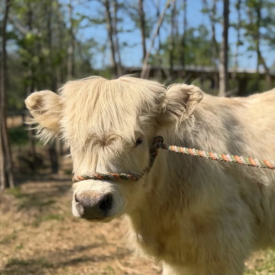 Diesel profile picture