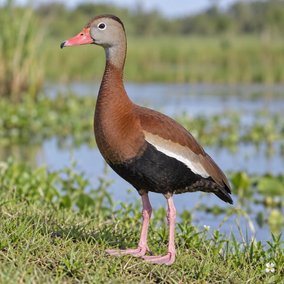 black-bellied whistling duck