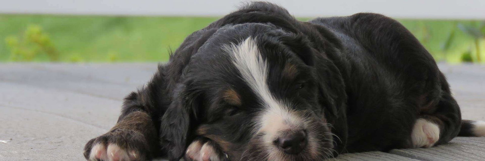 Integrity Bernedoodles profile cover image