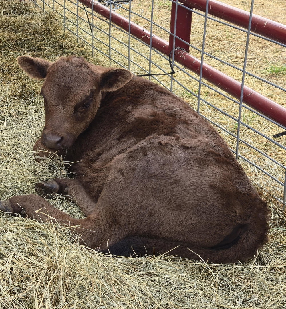 CCF Dun Gotta Remington "REMI", photo 4