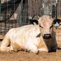 Yucca Ridge Ranch profile picture