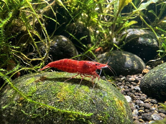 cherry shrimp