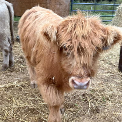 Co Co profile picture