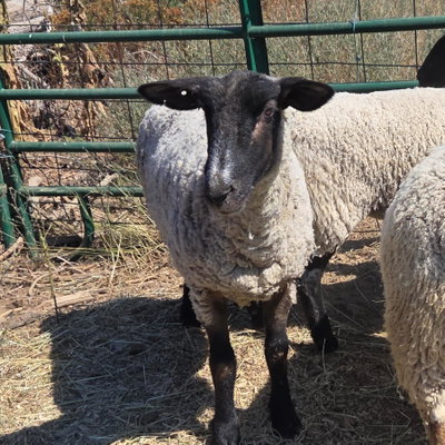 English Muffin profile picture