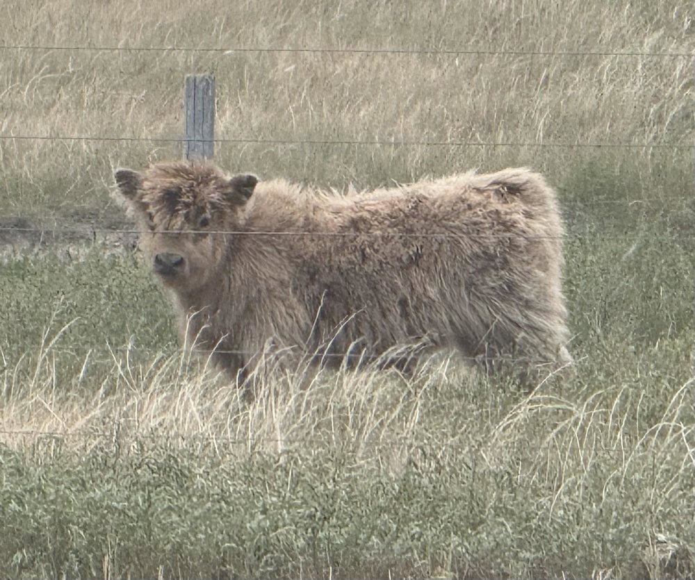 Dun bull calf, photo 8