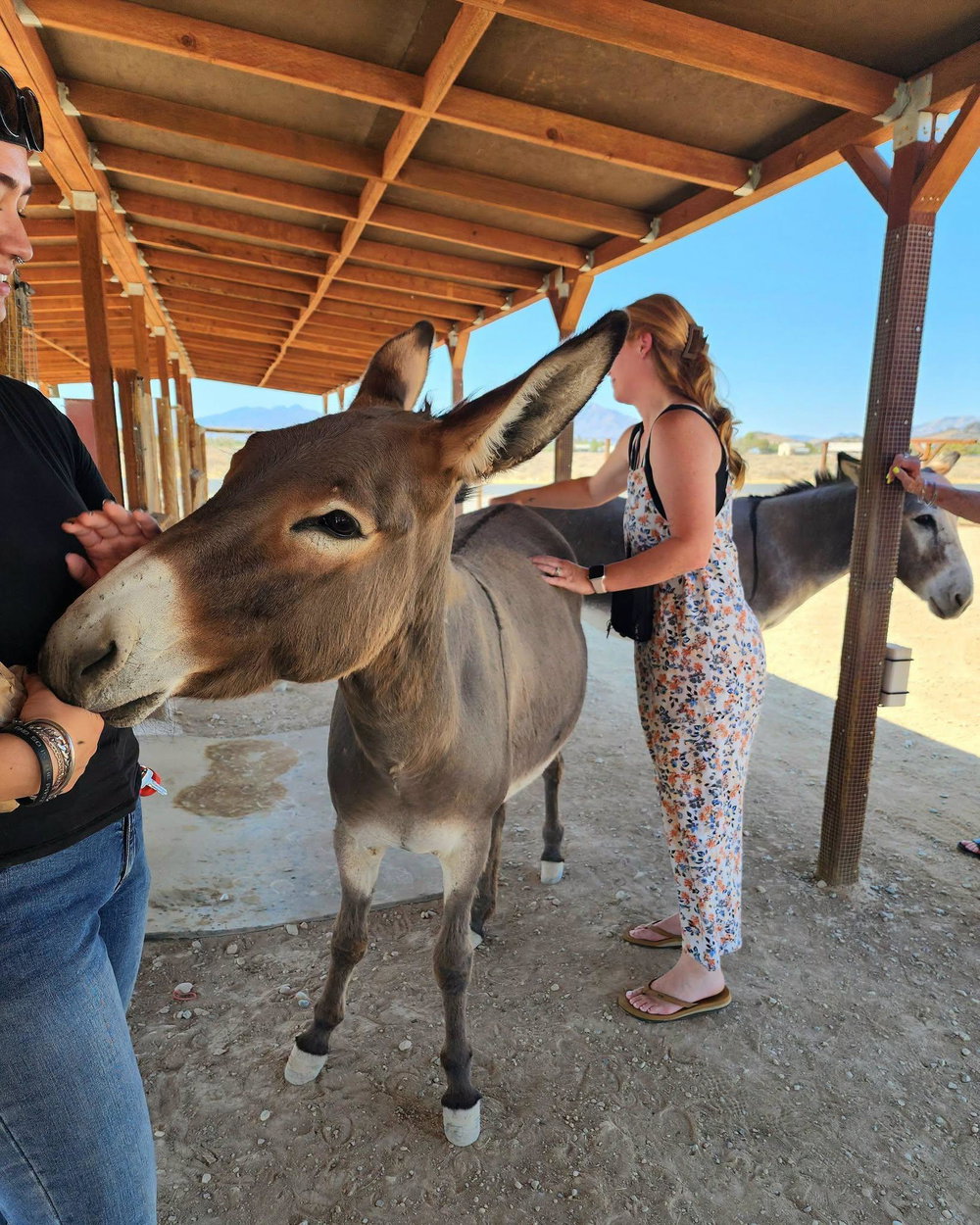 Donkeys of Pahrump Private Tour, photo 9