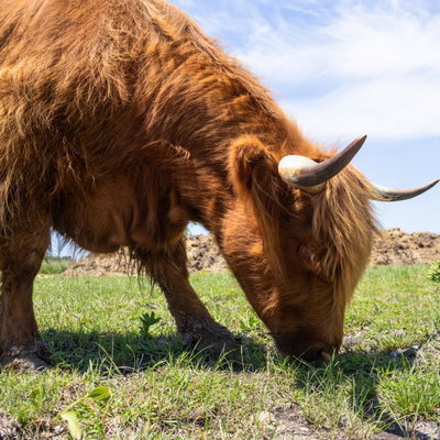 Reba profile picture