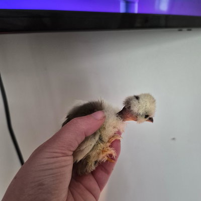 Chicky 13 profile picture