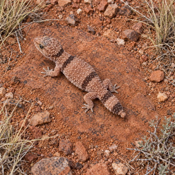 Pilbara banded knob-tailed gecko