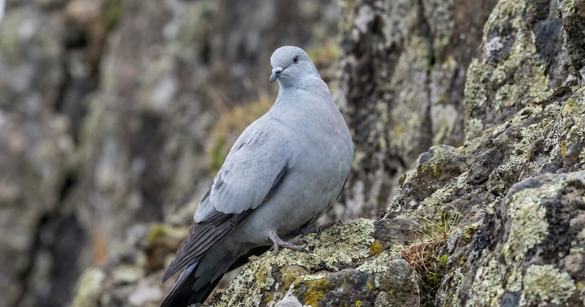 Ice Pigeon: Breed Facts, Prices & Breeders | Creatures