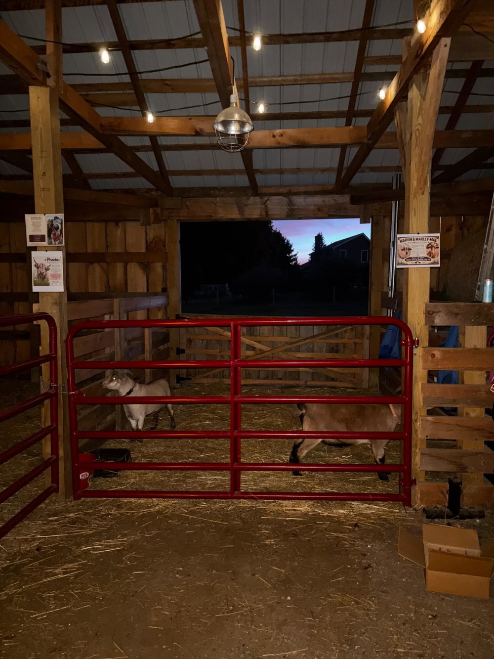 Private cow cuddles, photo 10