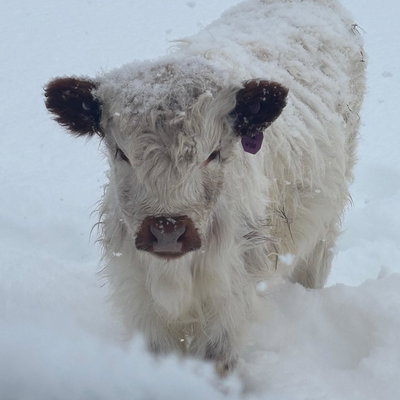 Rachael profile picture