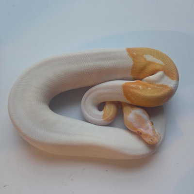 Gaia profile picture