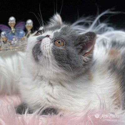 Mon Cheri Cattery profile picture