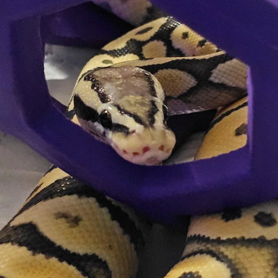 Badger profile picture