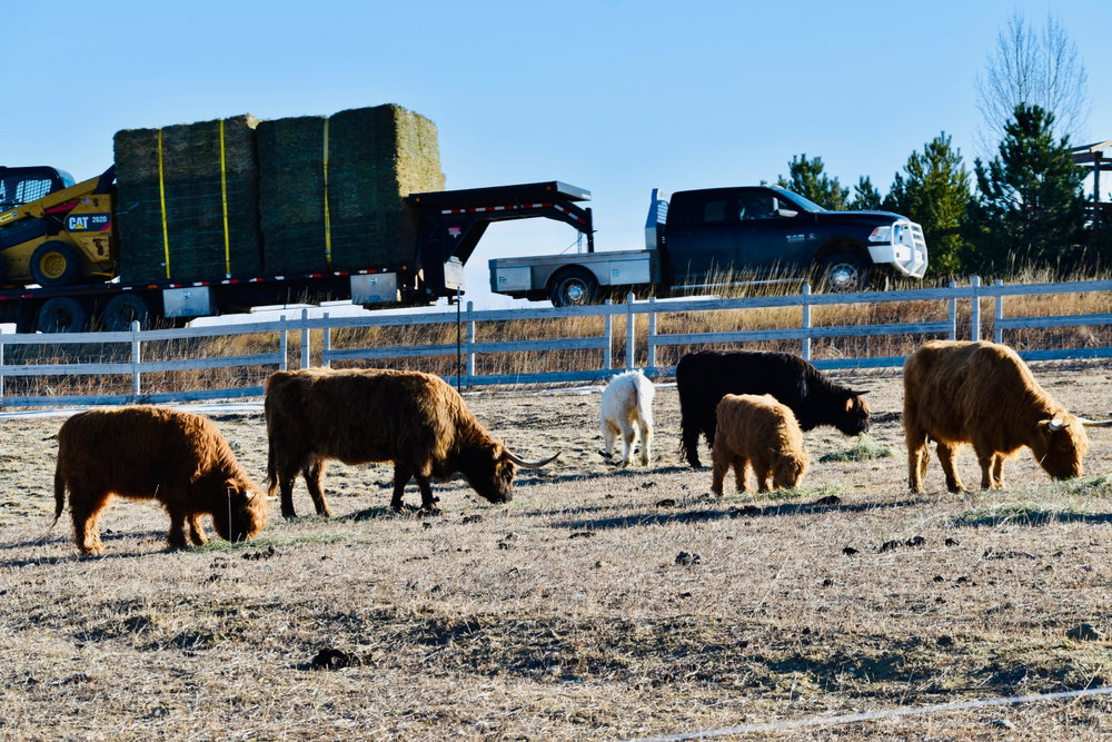Colorado Cattle Boarding, photo 6